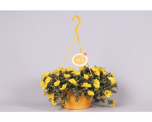 Portulaca grandiflora Ø 25 cm pot FloraSelf
