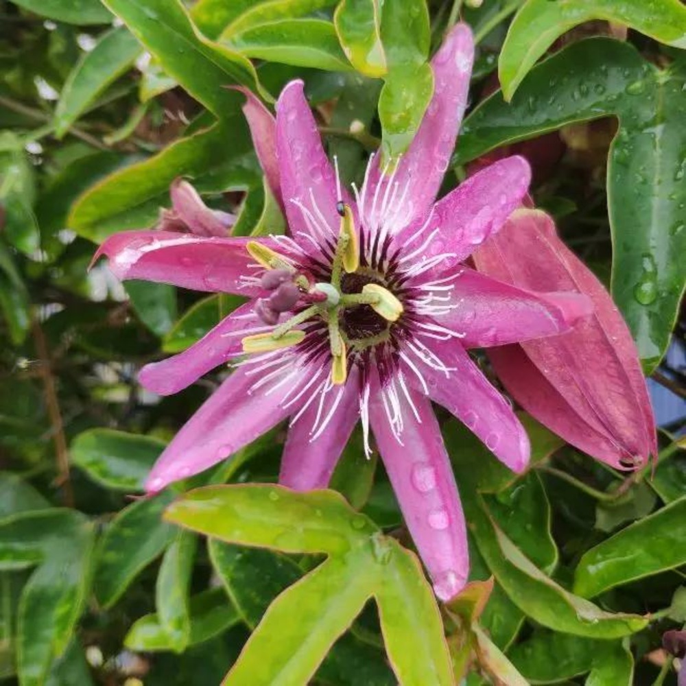 Passiflore 'victoria' - passiflora x violacea 3l