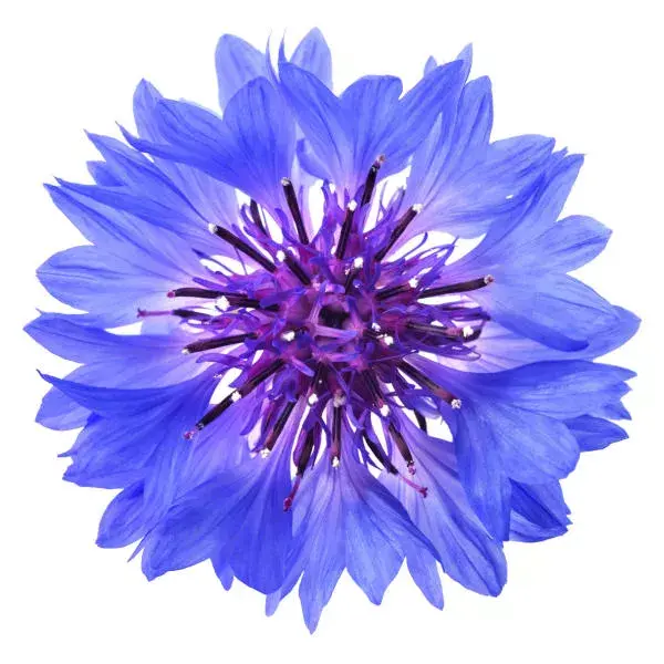 Shampoo de tratamento orgânico Dermaclay para cabelos grisalhos com argila azul 250ml