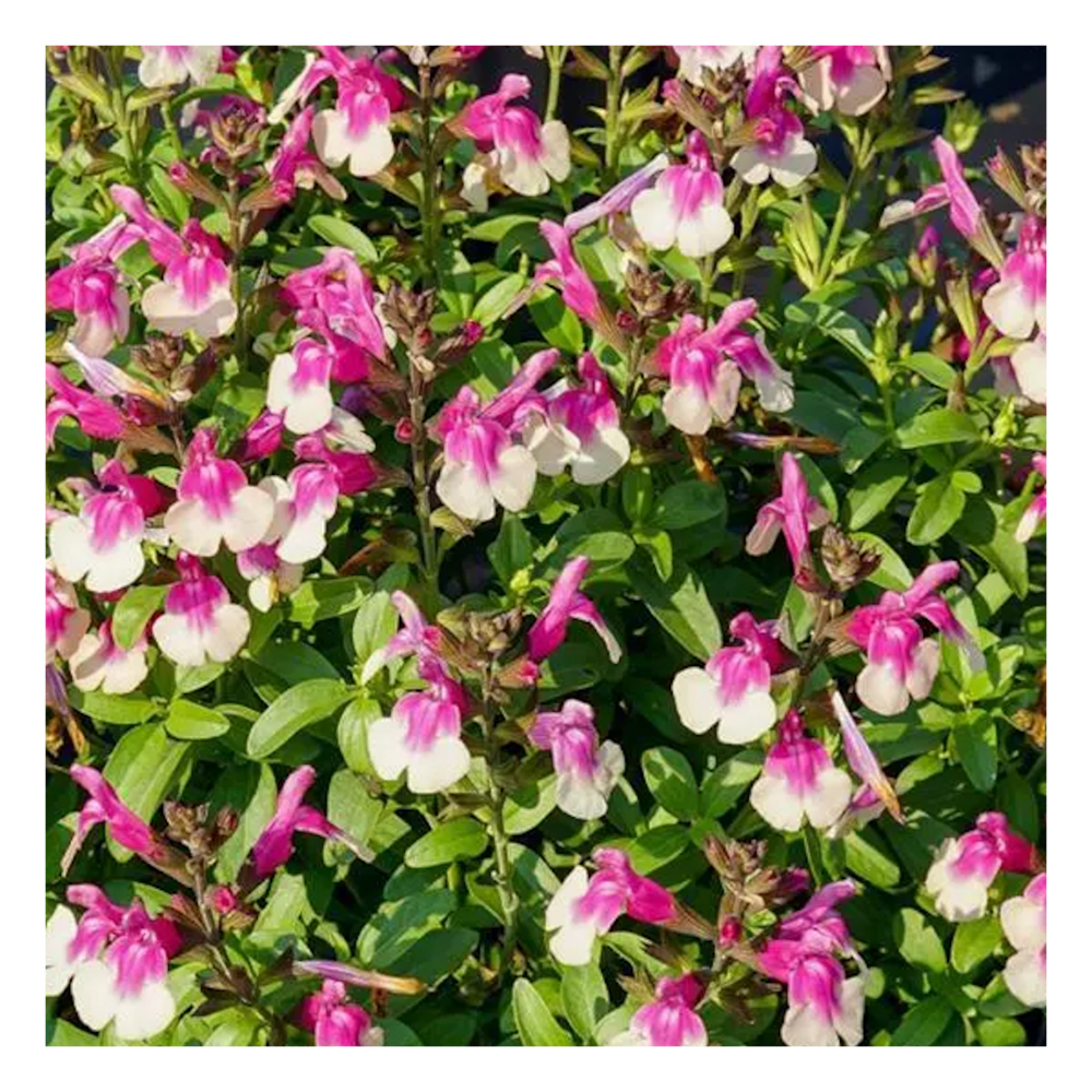 Sauge d'automne mirage™ rose bicolor/salvia greggii mirage™ rose bicolor[-]pot de 3l - 20/40 cm