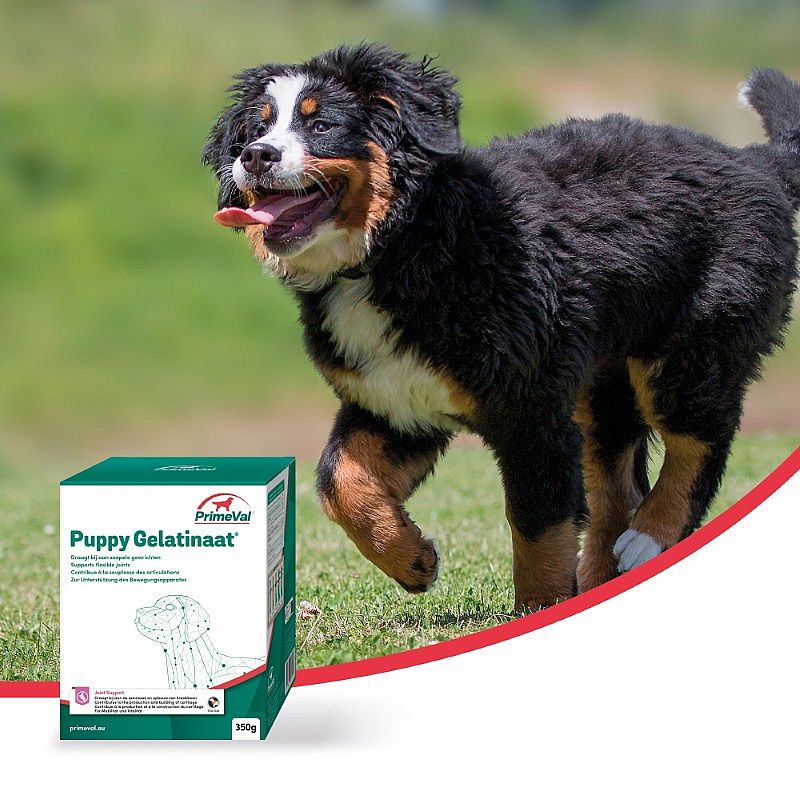 Primeval Puppy Gelatinaat 350 g