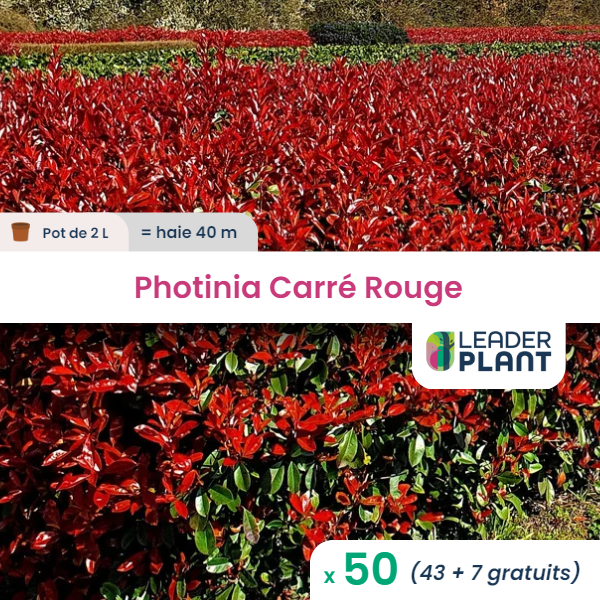50 x photinia carré rouge en pot de 2 l