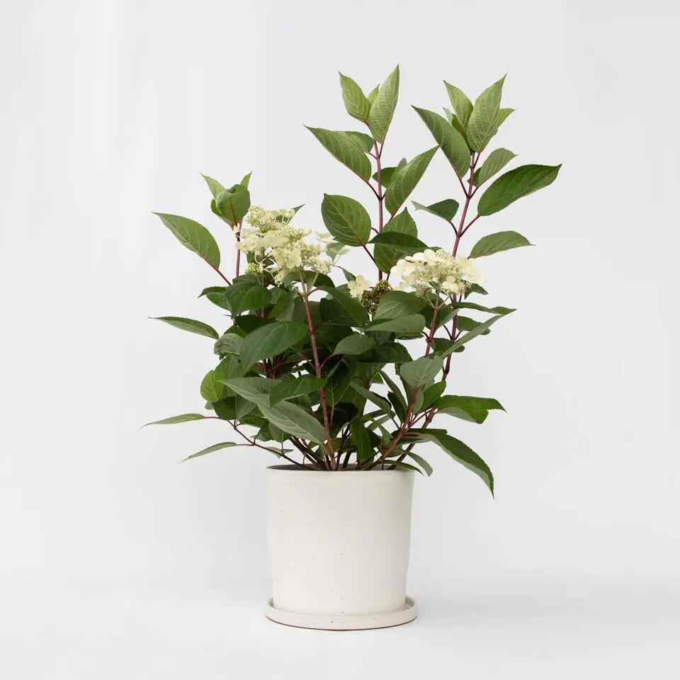 Pluimhortensia - Hydrangea paniculata 'Early Harry' - Hoogte 25-40cm - ⌀19cm