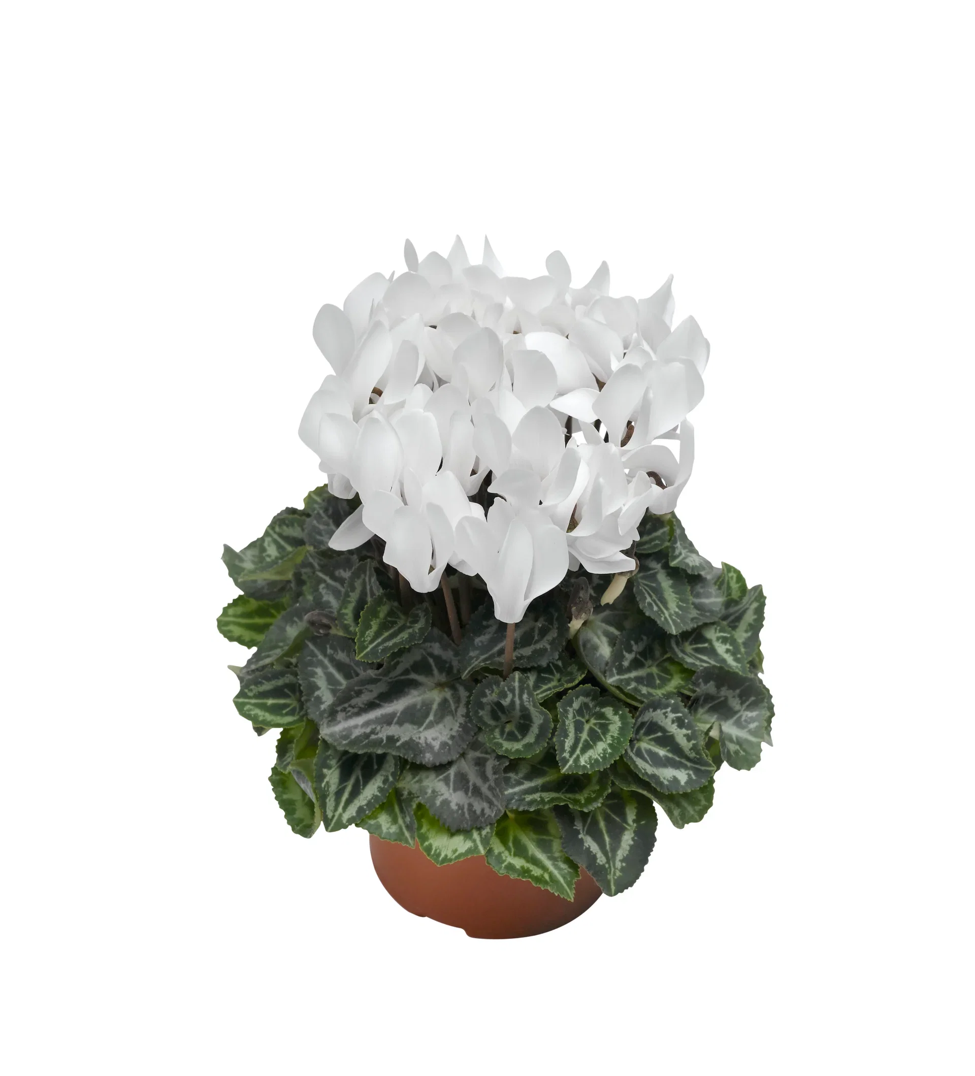 Cyclamen White 10,5 cm Alpefiol Ø10,5 cm