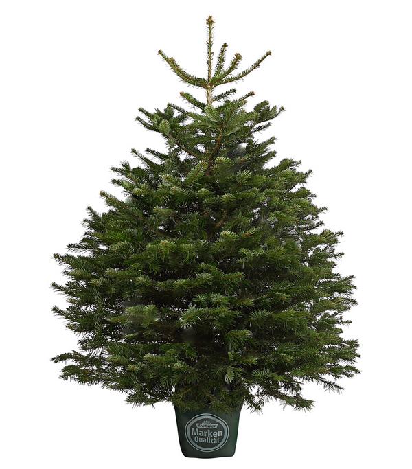 Nordmann-Tanne, B-Sortierung, ca. 125-150 cm,