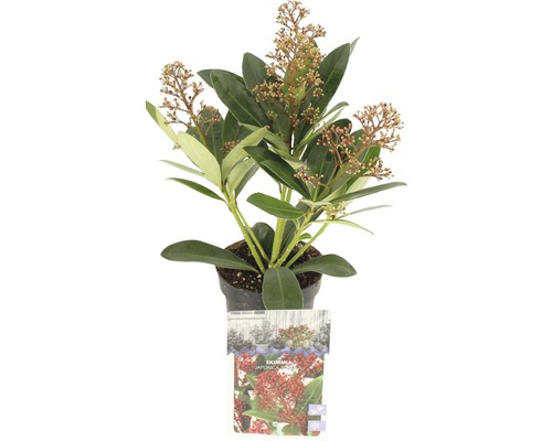Japanse Skimmia FloraSelf Skimmia japonica 'Rubella' 6 tot 9 schermen H 10-20 cm Co 0,5 L