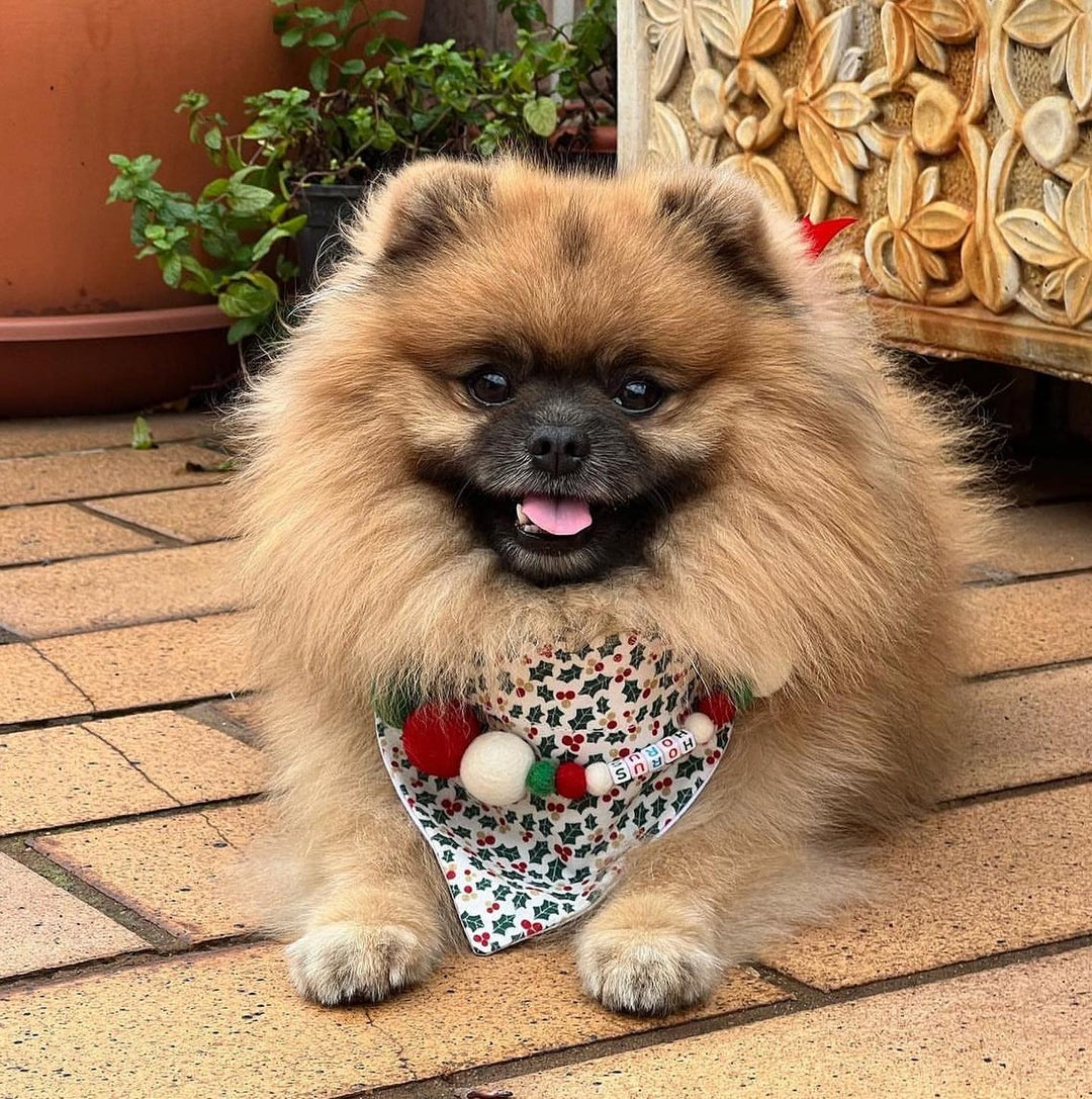 Coleira personalizada para cães com pompons