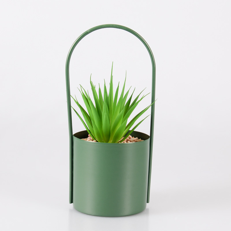Succulente 'Lilia' en pot