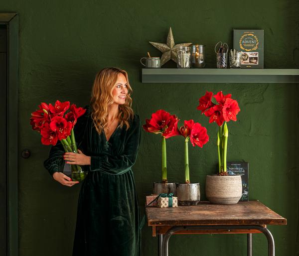 Amaryllis - Hippeastrum Hybride, eintriebig,