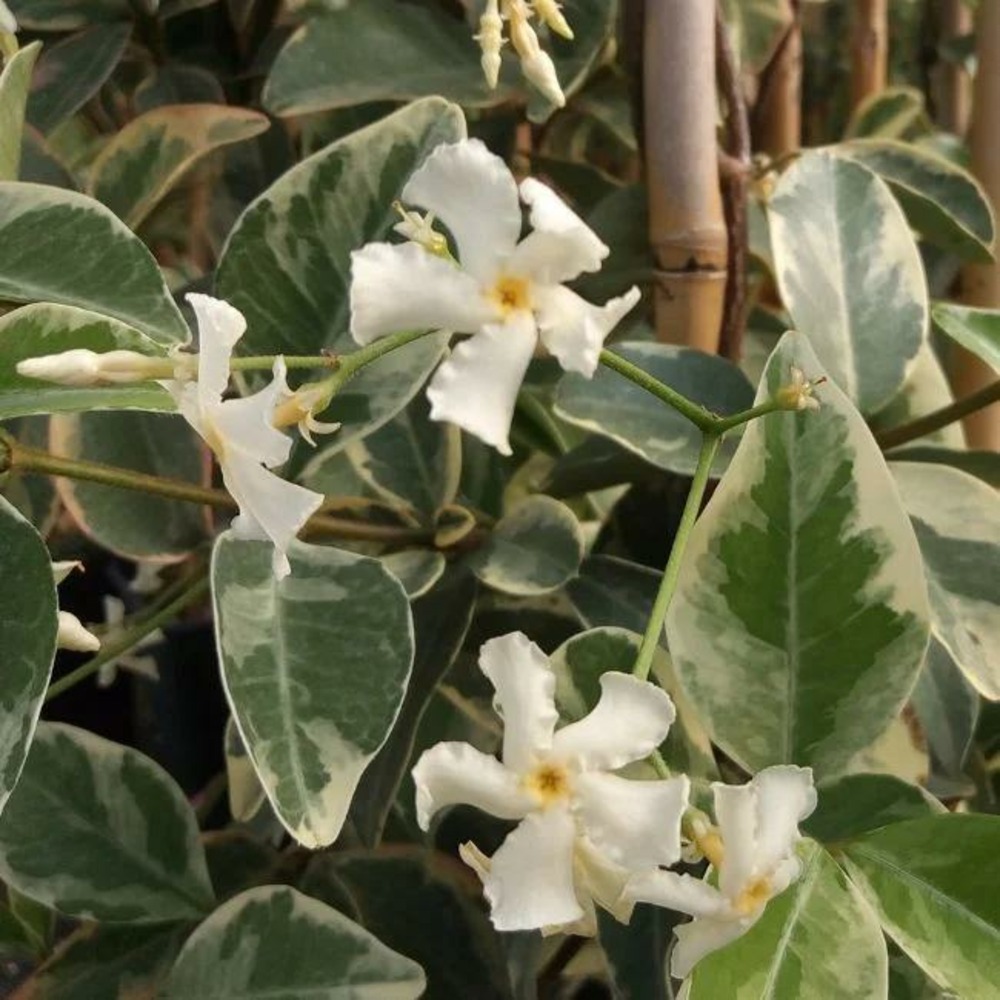 Jasmin étoilé 'variegatum' - trachelospermum jasminoides 3l