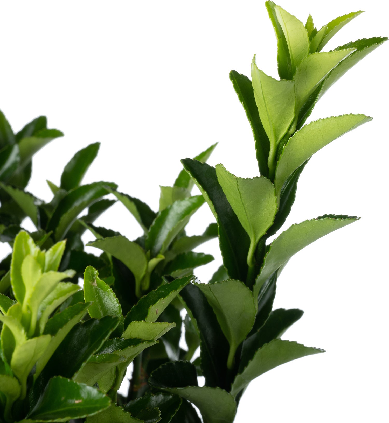 Japanse Kardinaalsmuts (Euonymus japonica 'Microphyllus') D 19 H 25 cm