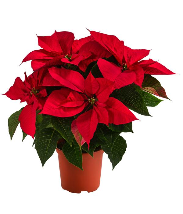 Weihnachtsstern - Euphorbia pulcherrima