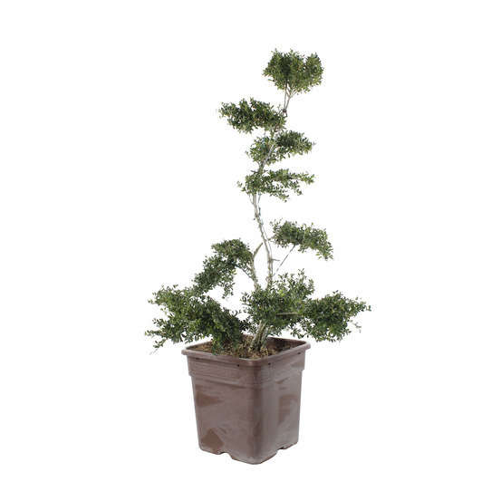 Ilex crenata : bonsaï C25L H90/110cm