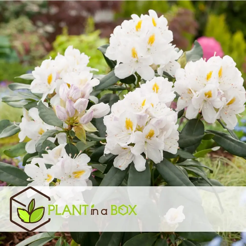 Rhododendrons - Set van 6 - Rhododendron catawbiense - Hoogte 25-40cm - ⌀9cm