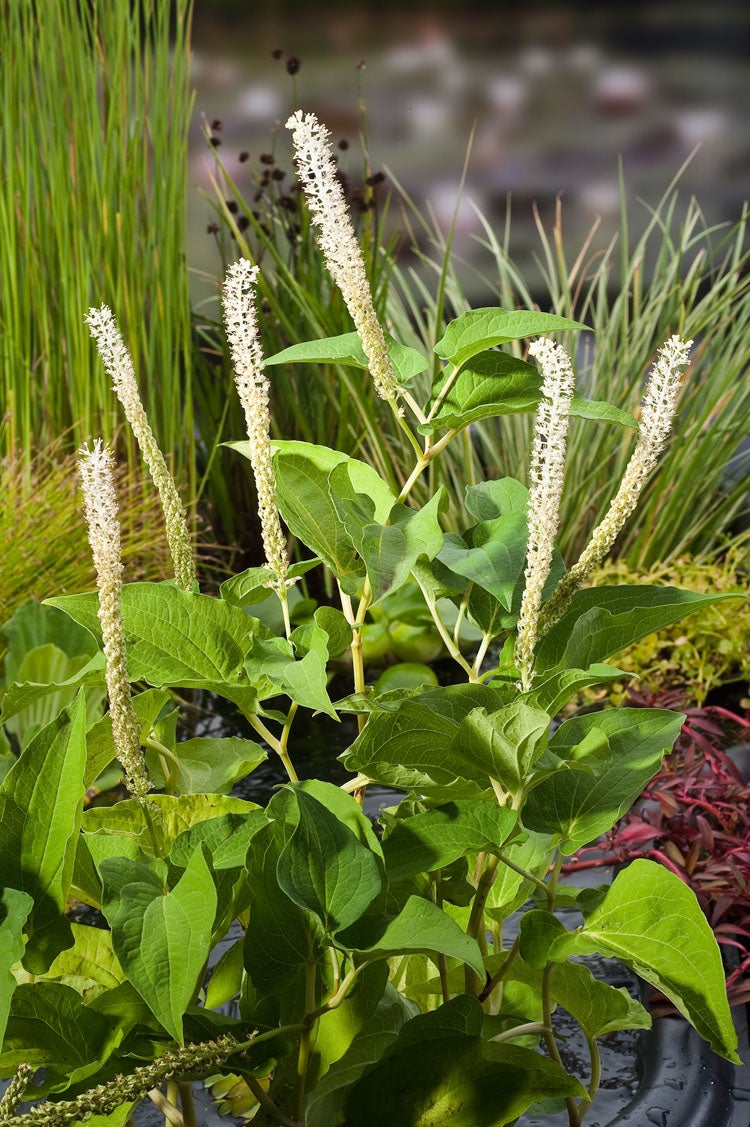 Leidse Plantje (Saururus cernuus) D 18 H 30 cm