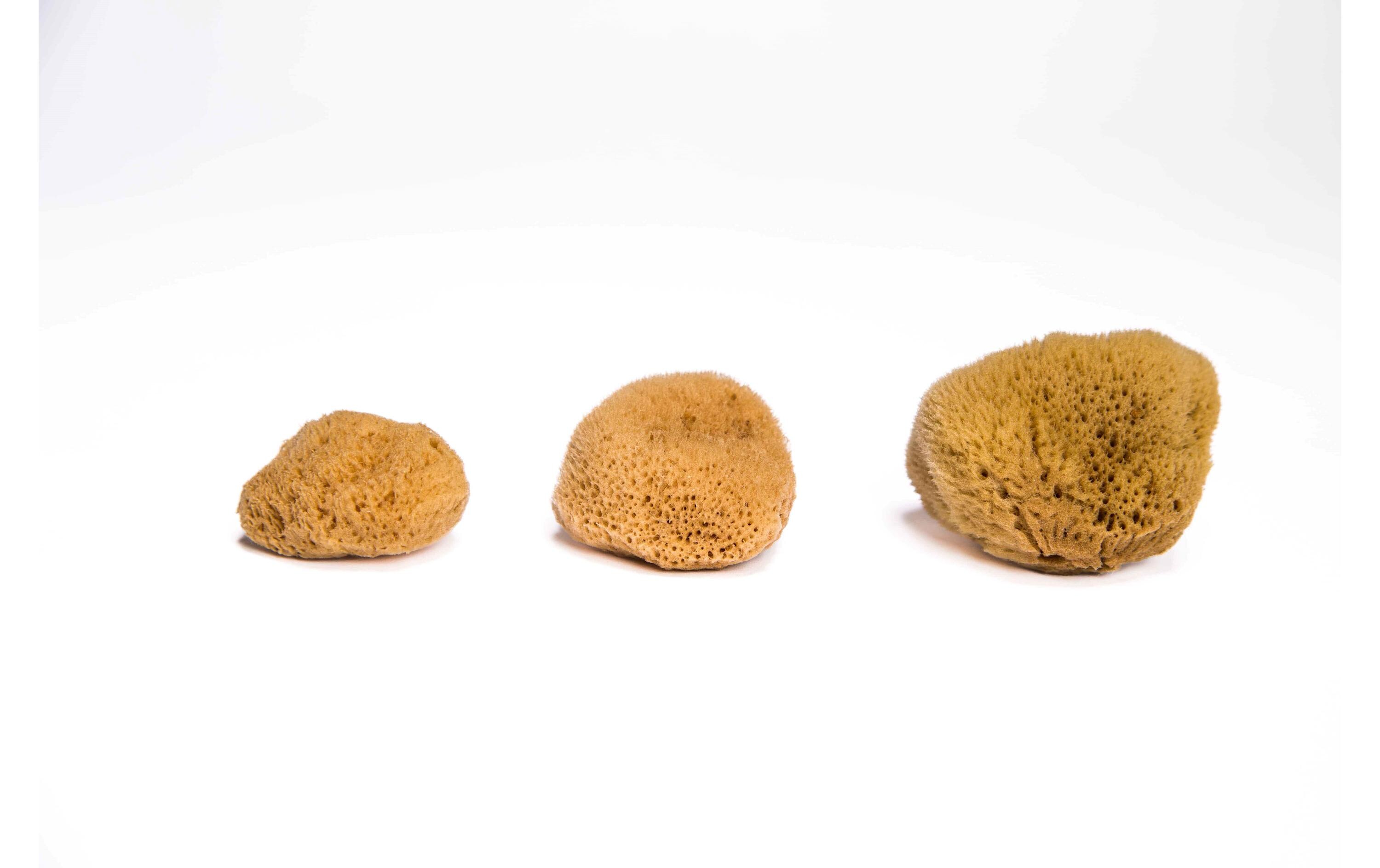 Menstruationsschwamm Grösse L 3 StückZero Waste Naturschwamm für die Periode im 3er Set aus «Die Höhle der Löwen»