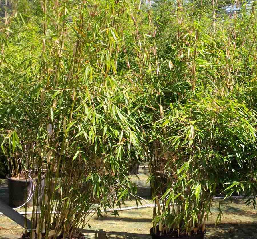 Fargesia robusta ?pingwu? (bambou non traçant) taille pot 10 litres - 100/120cm - 8/12 cannes