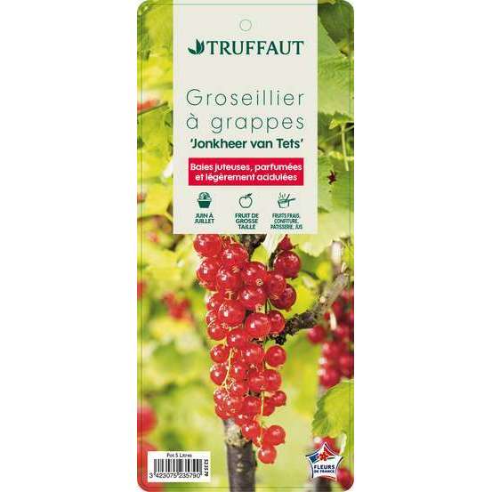 Groseillier à grappes 'Jonkheer van Tets' : pot de 5 litres