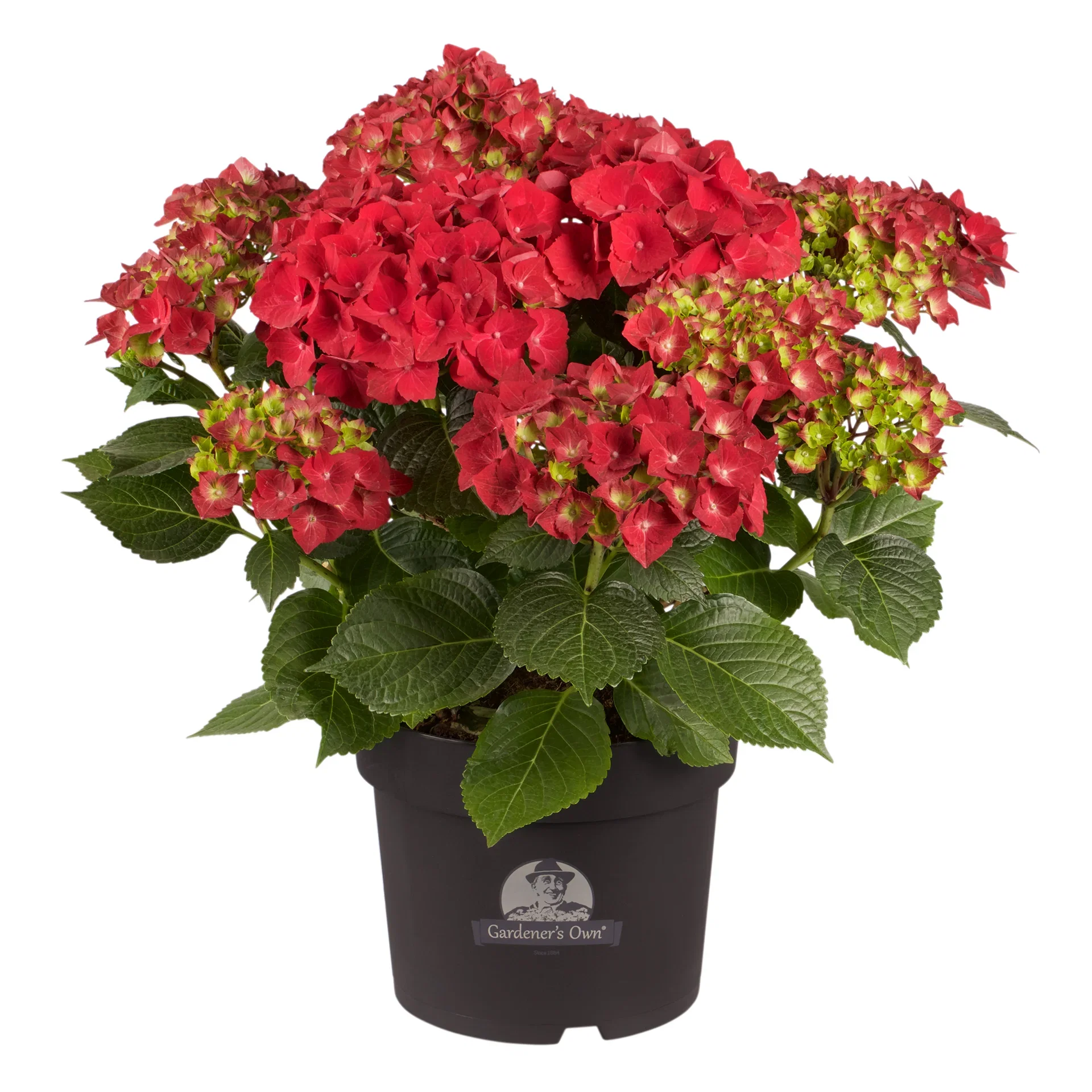 Hydrangea macrophylla Hortensia Ø29 cm