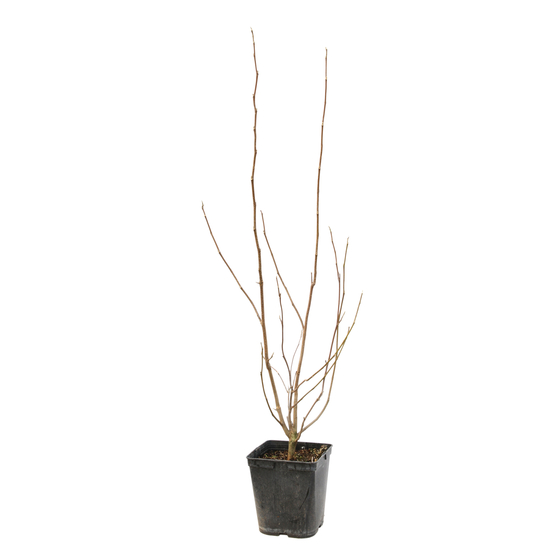 Magnolia grandiflora nain 'Little Gem' - Pot 10L