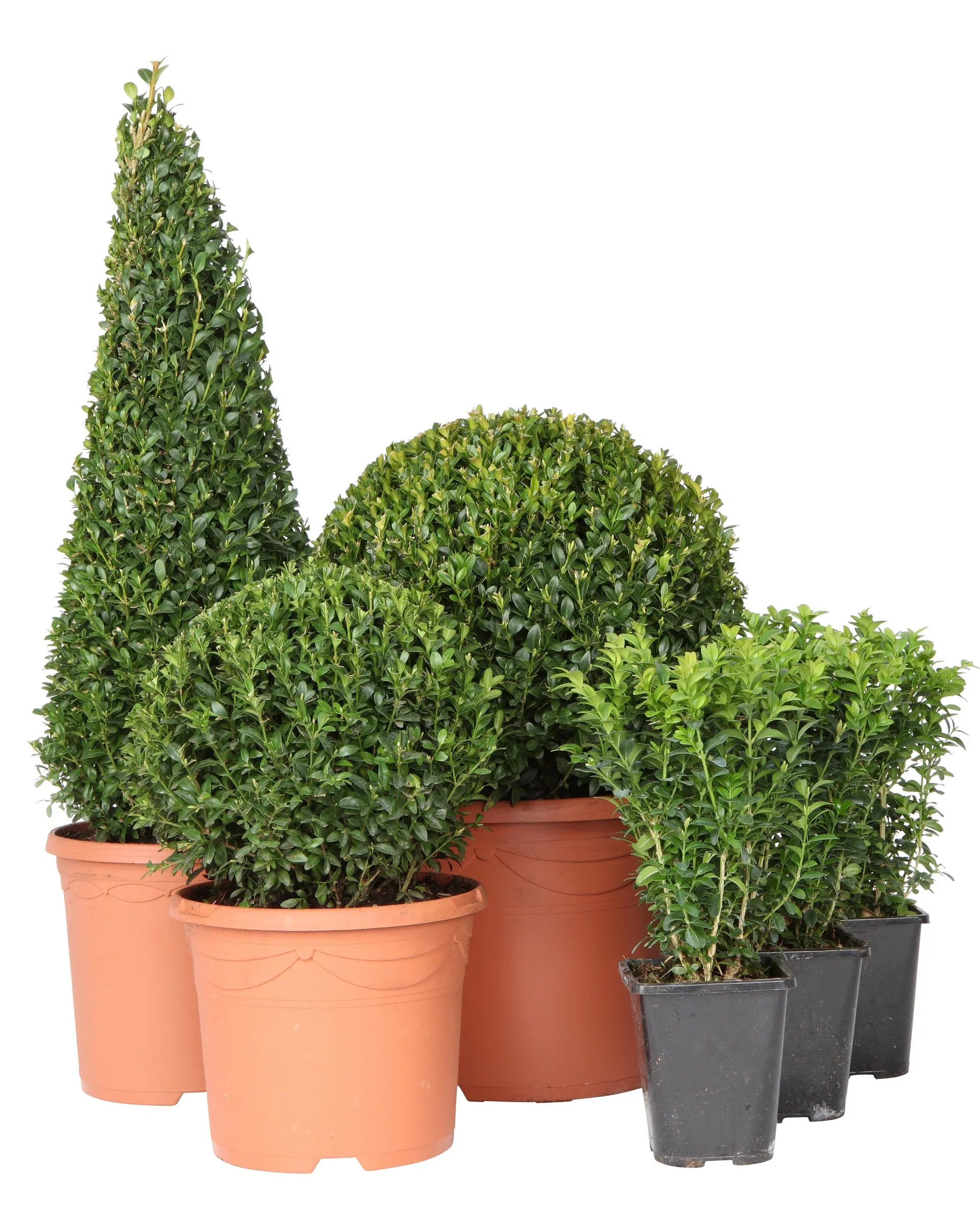 Buxus sempervirens 'Arborescens' Europabuksbom, pyramide Høyde 55 cm