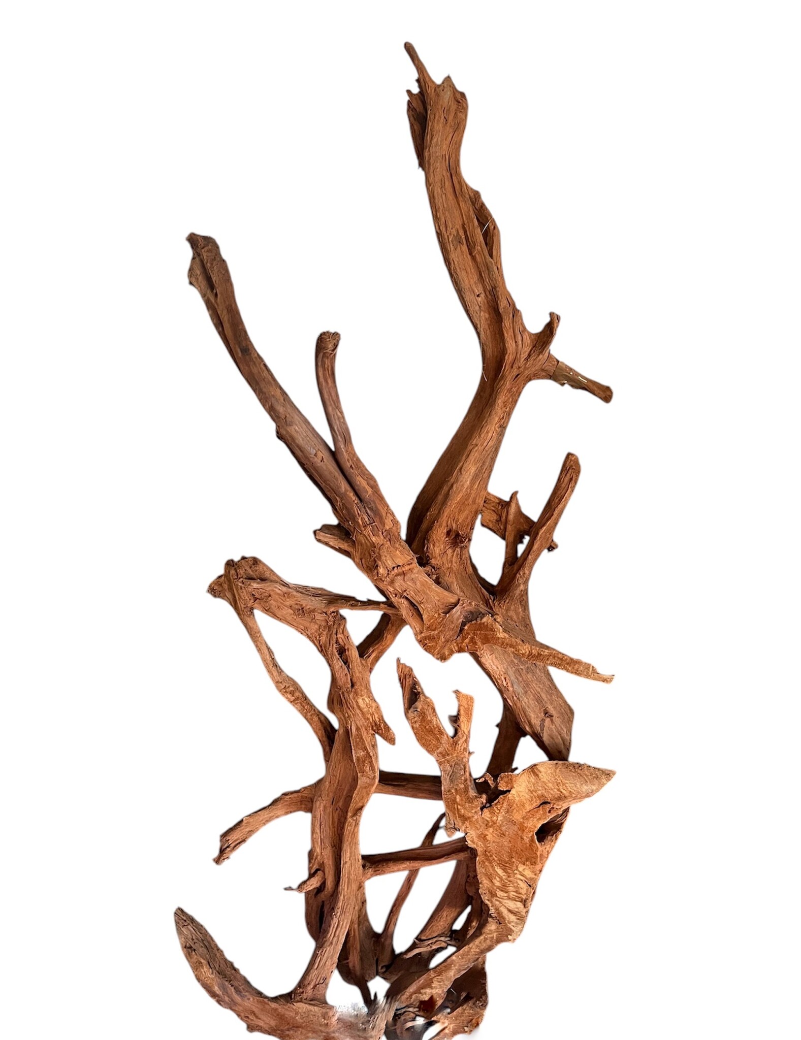 AQXL Selected Mangrovehout XXL 120-170cm NR1