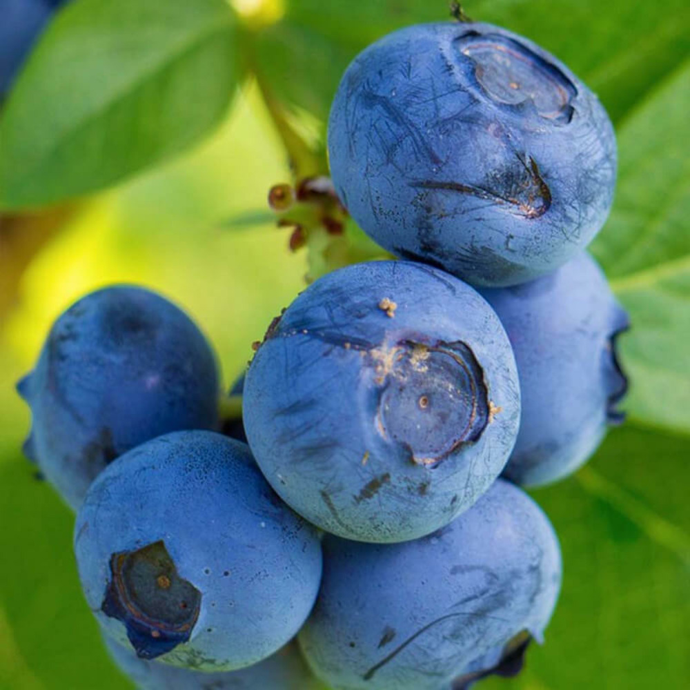 Myrtillier 'blue crop' - conteneur 3l - taille 30/60cm