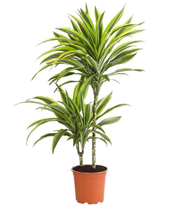 Drachenbaum - Dracaena fragrans 'Lemon Lime'