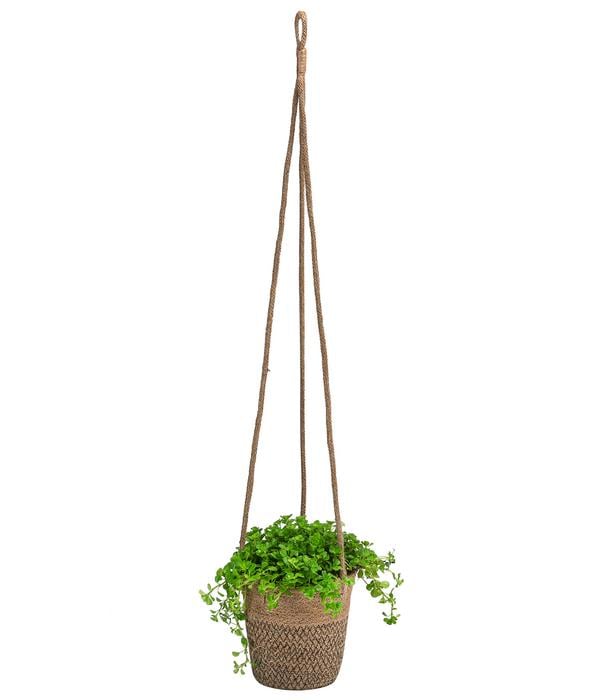 Juteampel-Solo mit Kanonierblume - Pilea