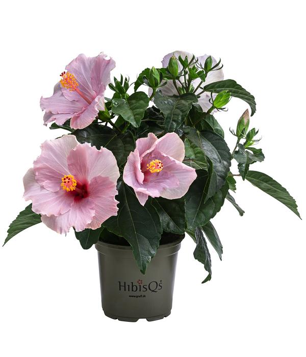 Zimmerhibiskus - Hibiscus rosa-sinensis