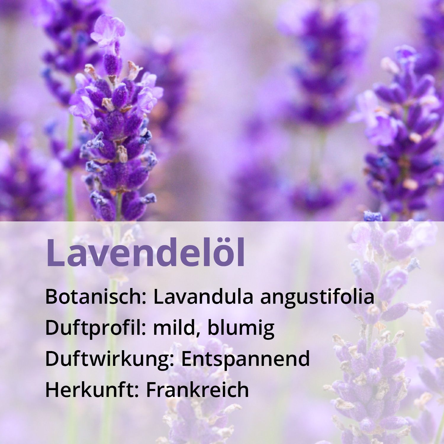 Casida Lavendelöl
