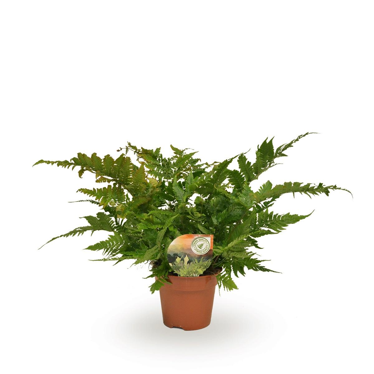 Plante d'intérieur - dryopteris erythrosora 50.0cm