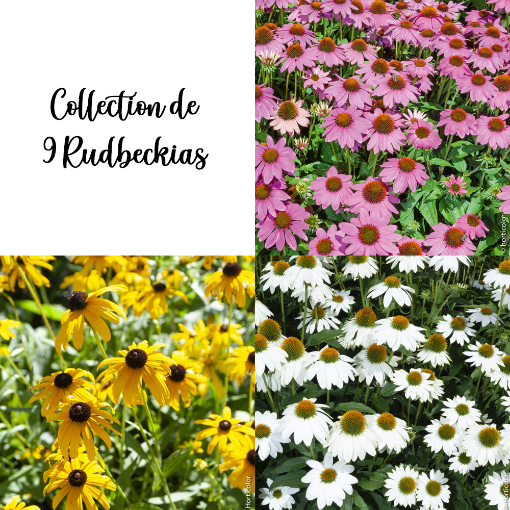 Collection de 9 rudbeckias