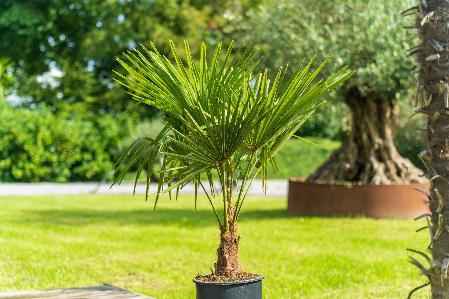 Henneppalm M Palm Trachycarpus fortunei Winterhard, Premium Kwaliteit
