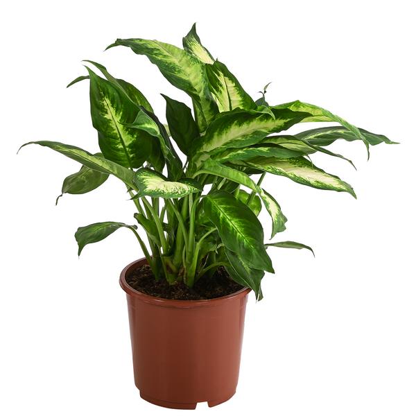 Dieffenbachie - Dieffenbachia maculata