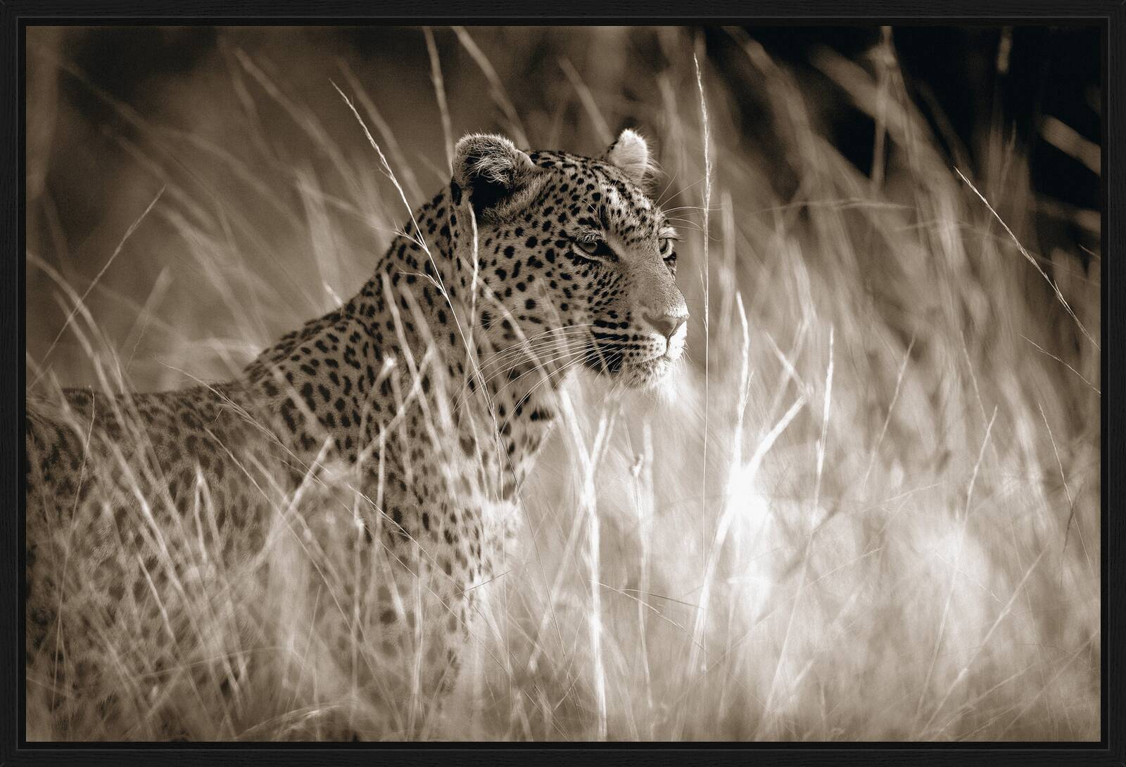 Leopard in high grass by Horst Klemm - Limited Edition. Edition of: 100. Signed.