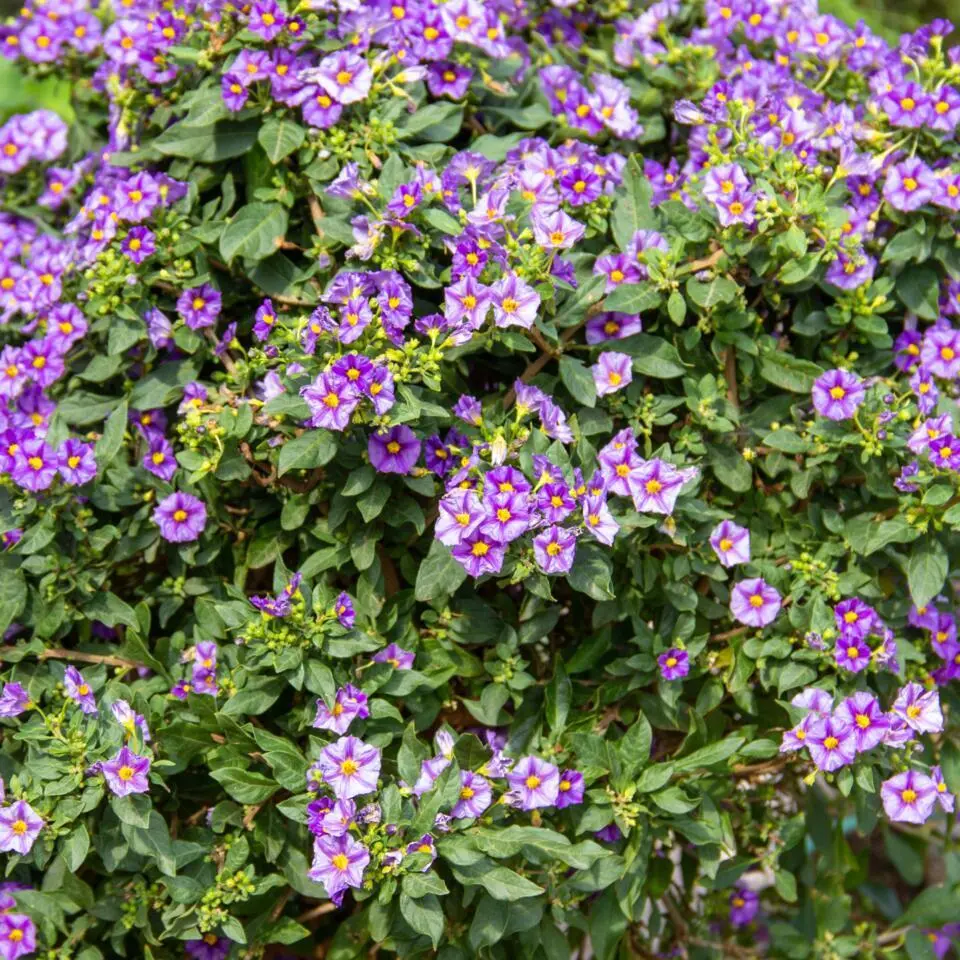 Nachtschade - Set van 6 - Lycianthes rantonnetii - Hoogte 25-40cm - ⌀9cm