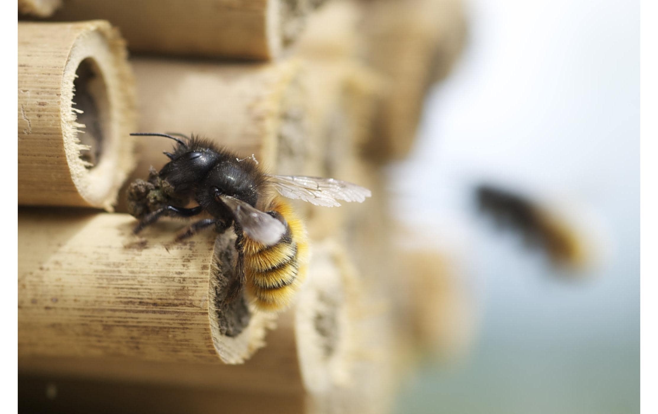 Wildbienenhotel Classic<br>Wildbienen-Häuschen mit Mauerbienen-Population