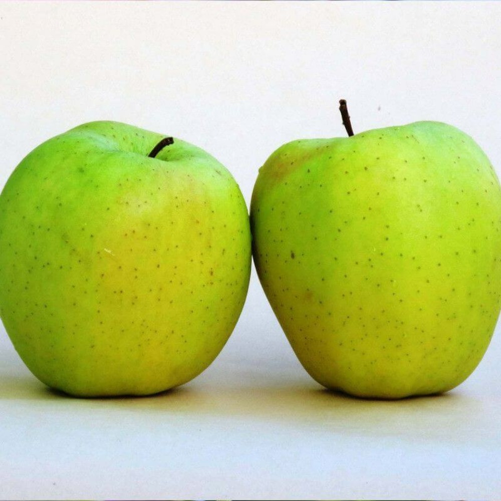 Collection 3 fruitiers spécial gâteaux - scion de 150cm