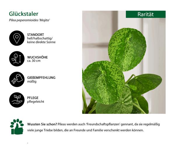 Glückstaler - Pilea peperomioides 'Mojito'