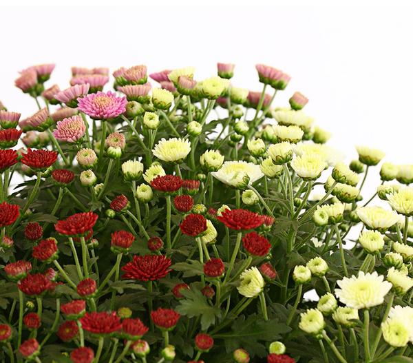 Herbst Chrysanthemen-Trio