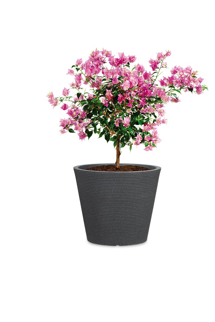 Scheurich Coneo 49, plantenbak/bloempot, rond, van kunststof, kleur: zwart graniet, 46,7 cm diameter, 39,2 cm hoog, inhoud 46 l.
