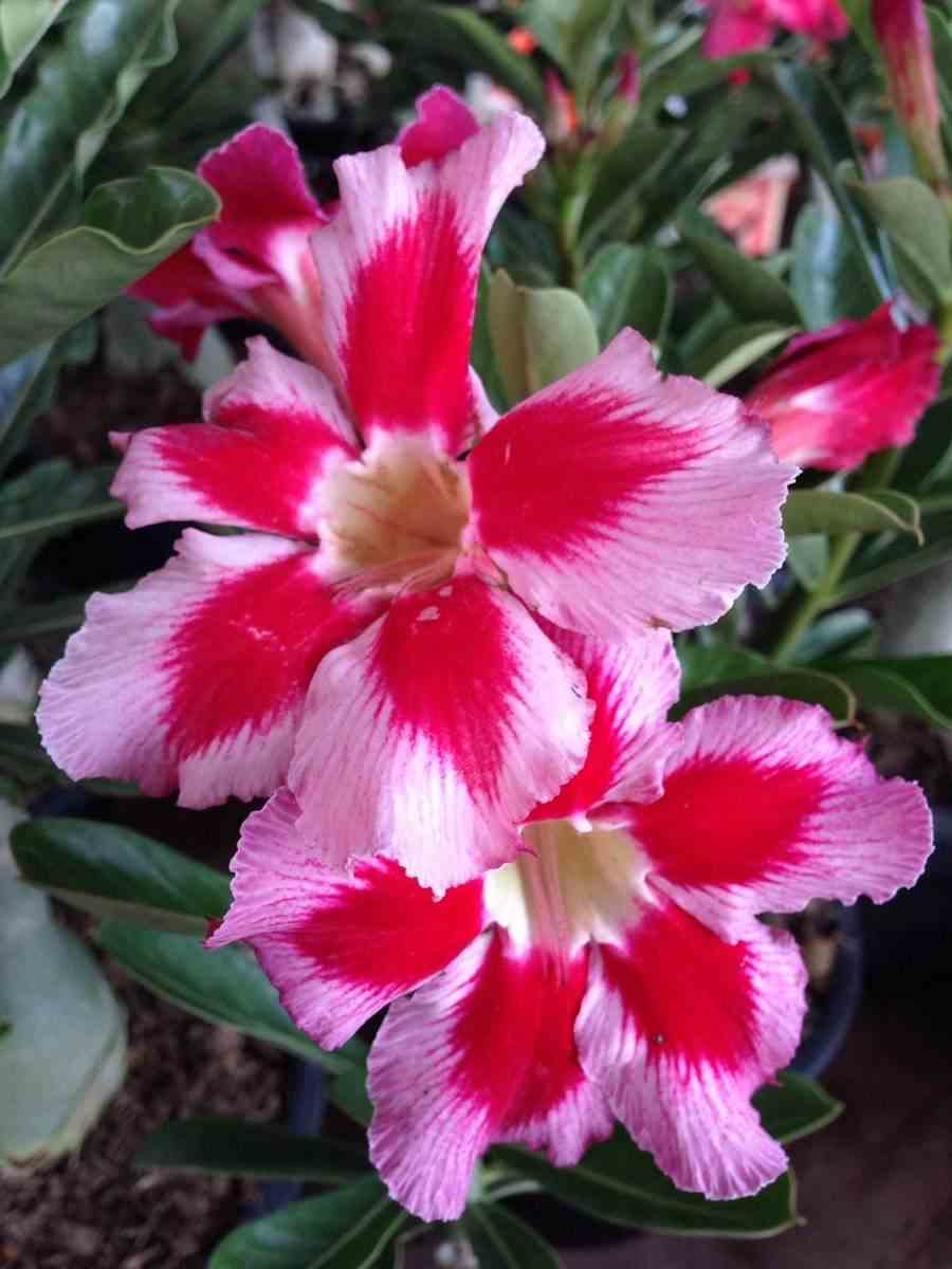 Adenium obesum cv. Neostar rose - taille caudex d'environ 300g 20/25cm