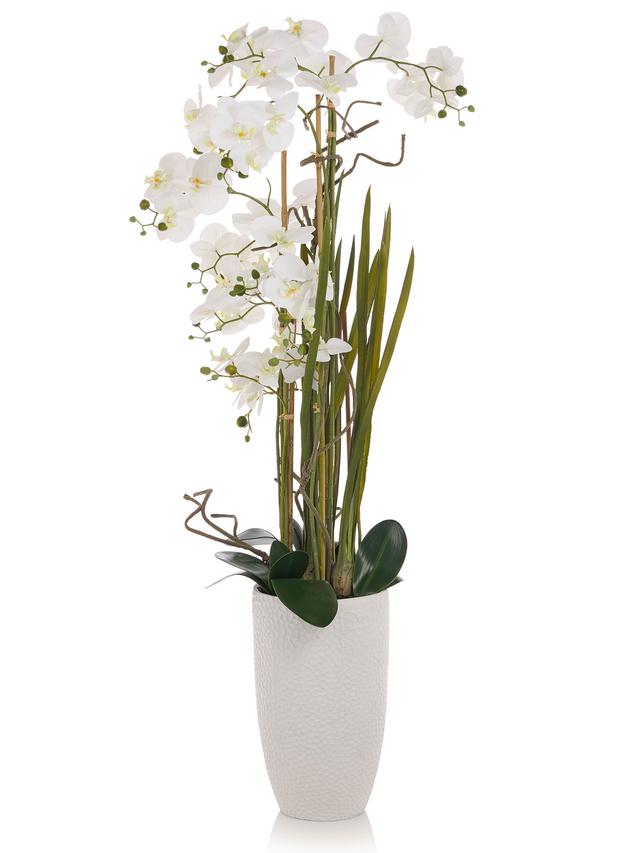 Orchidee Phalaenopsis, 160 cm