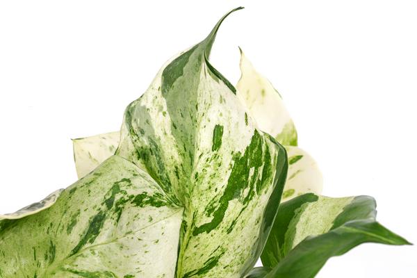 Efeutute - Epipremnum pinnatum 'Happy Leaf'