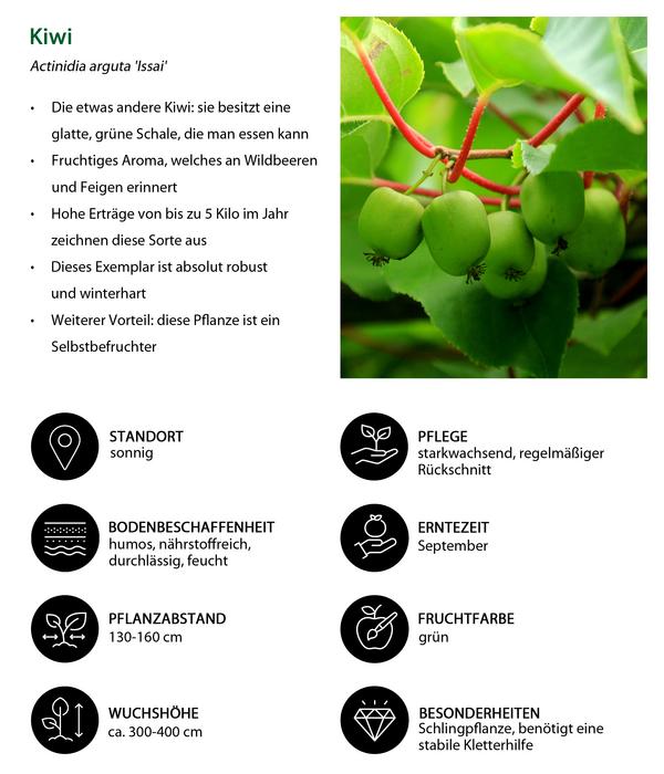 Kiwi 'Issai'