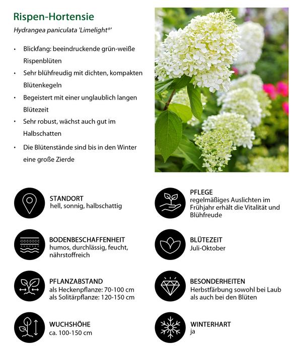 Rispen-Hortensie 'Limelight®'