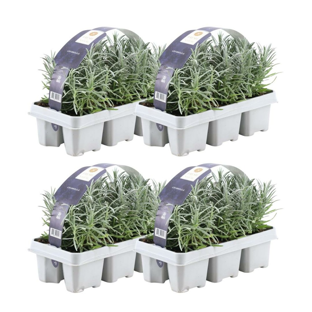 Lavande angustifolia - 4 packs de 6