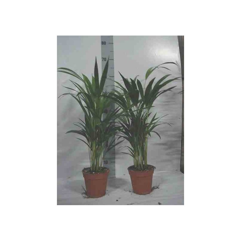 Chrysalidocarpus lutescens (aréca, palmier d'arec, palmier doré) taille pot de 7 litres ? 80/100 cm