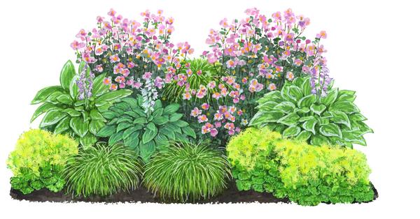 Bio Stauden-Set Schattengarten, 12-teilig